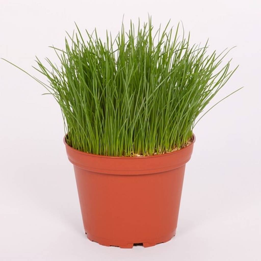 Katzengras, fein (Festuca)